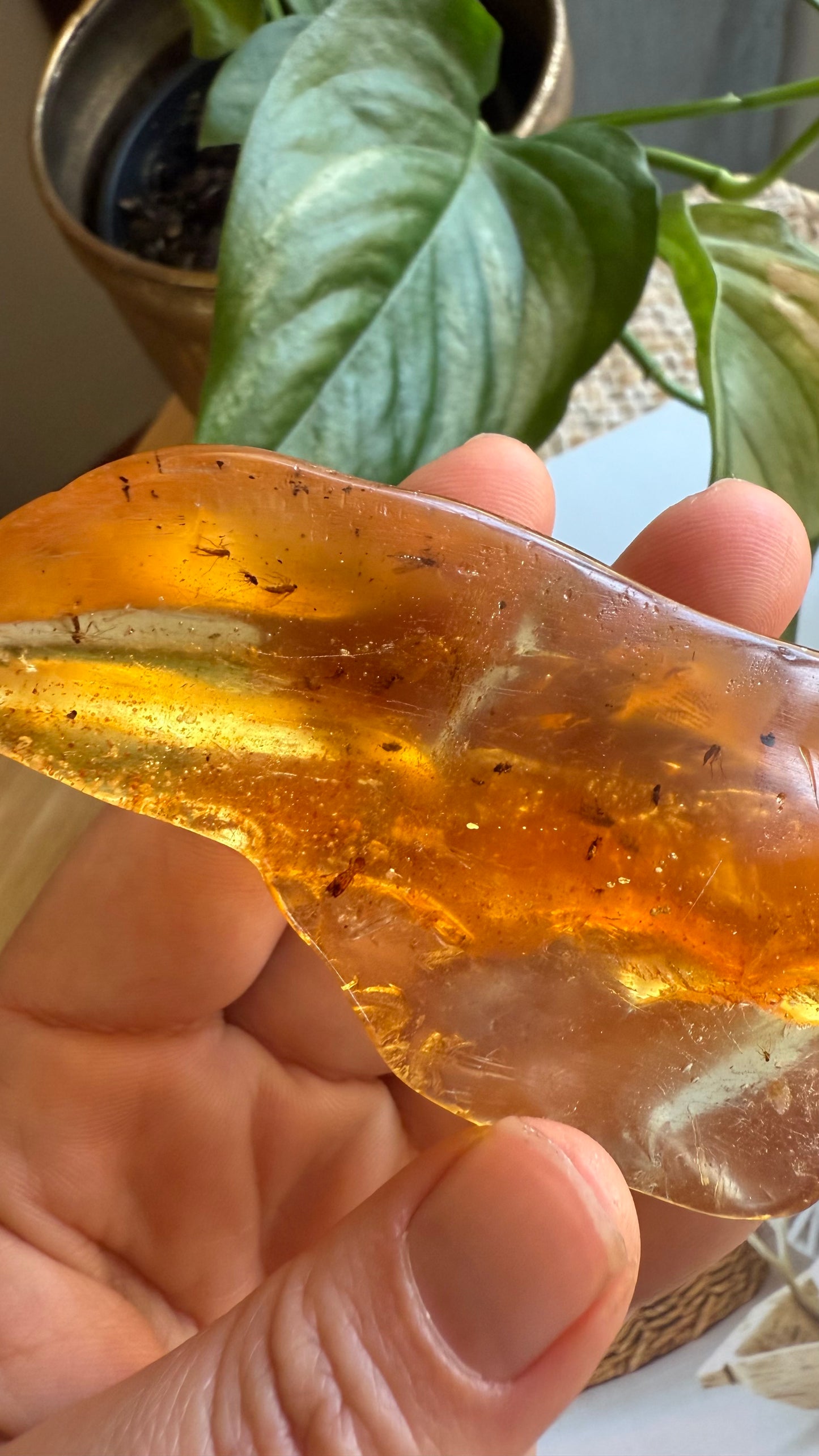 Amber with insects