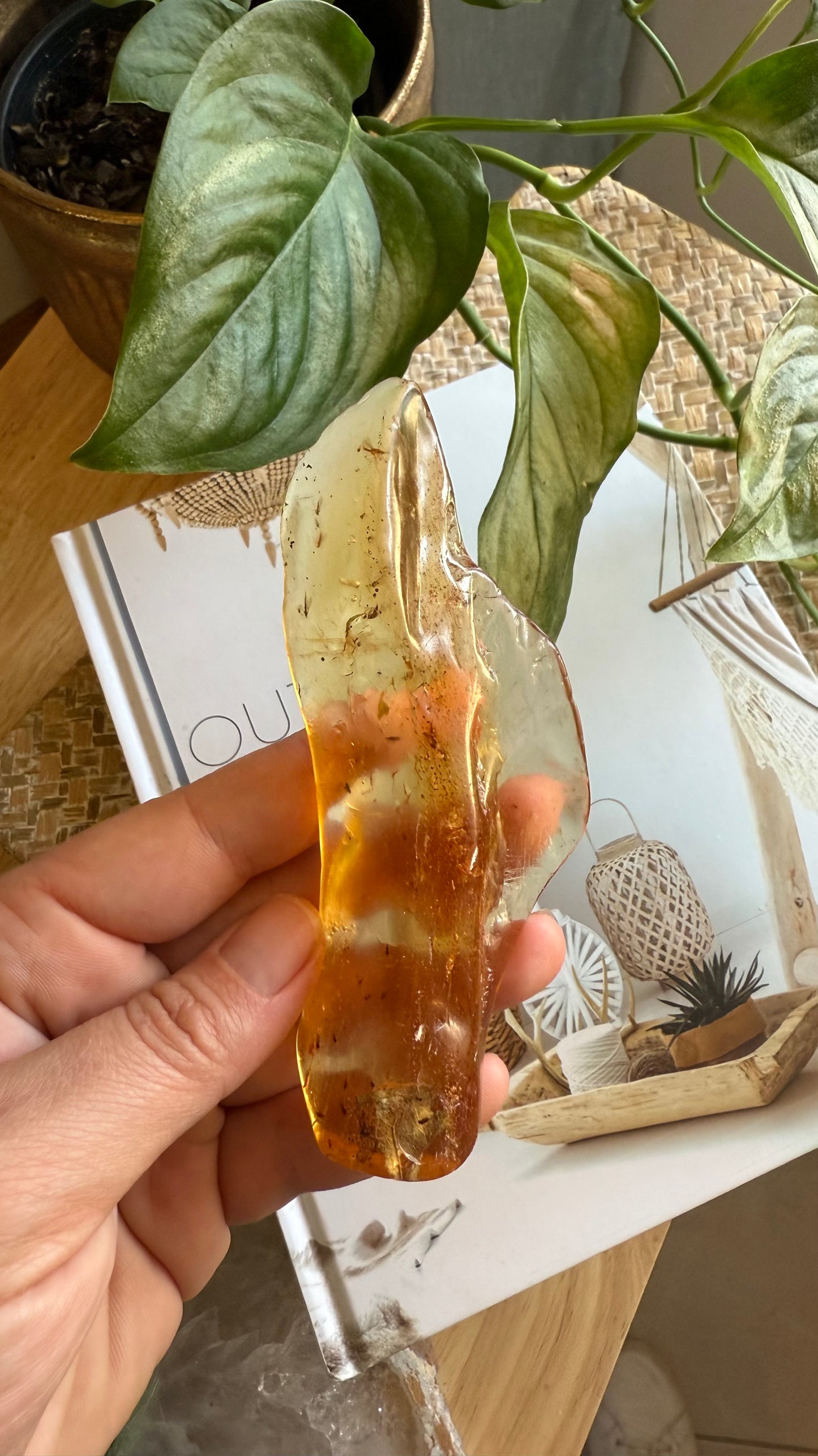 Amber with insects
