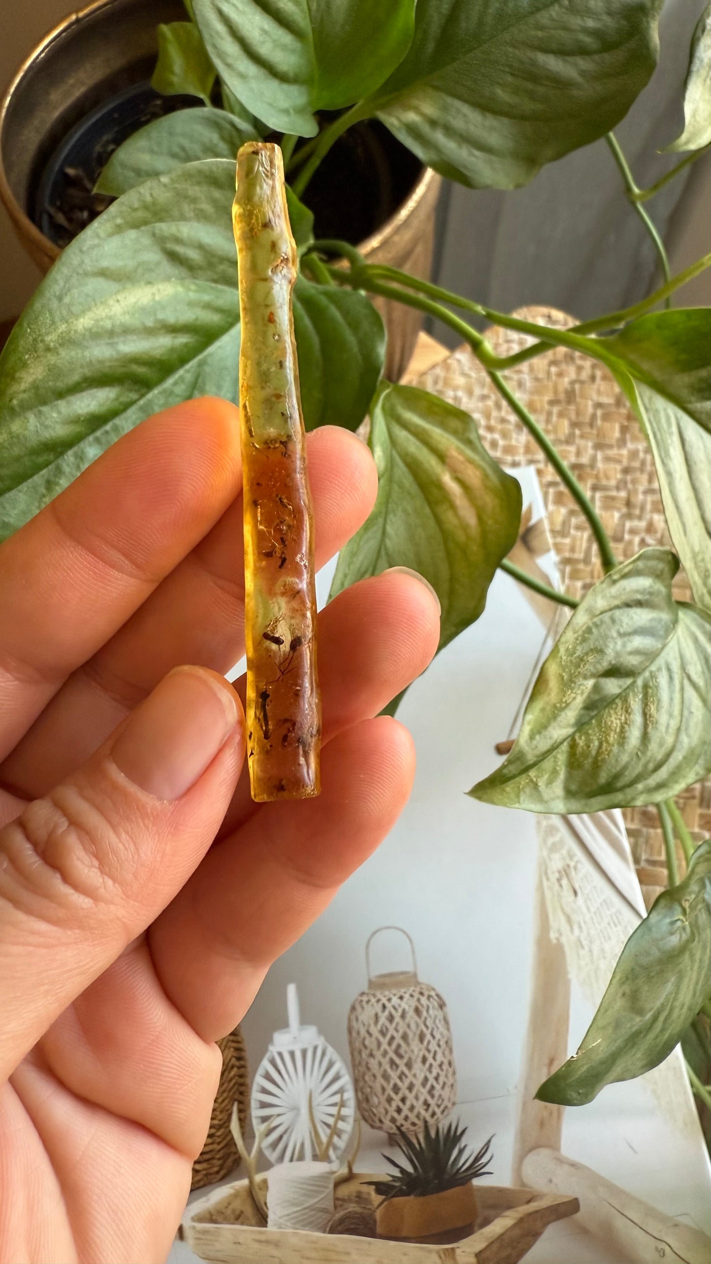 Amber with insects